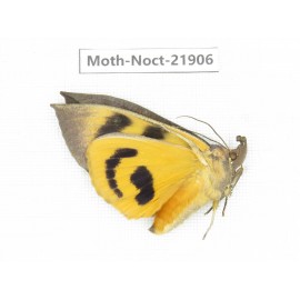 Noctuidae sp. China, Tibet, Linzhi, Bomi county. 1Pcs. Moth-Noct-21906.
