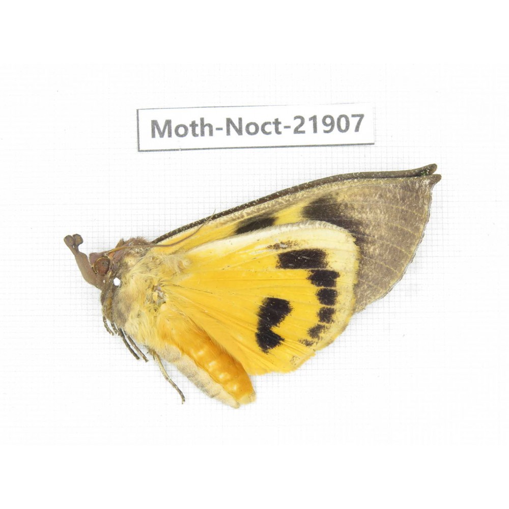 Noctuidae sp. China, Tibet, Linzhi, Bomi county. 1Pcs. Moth-Noct-21907.