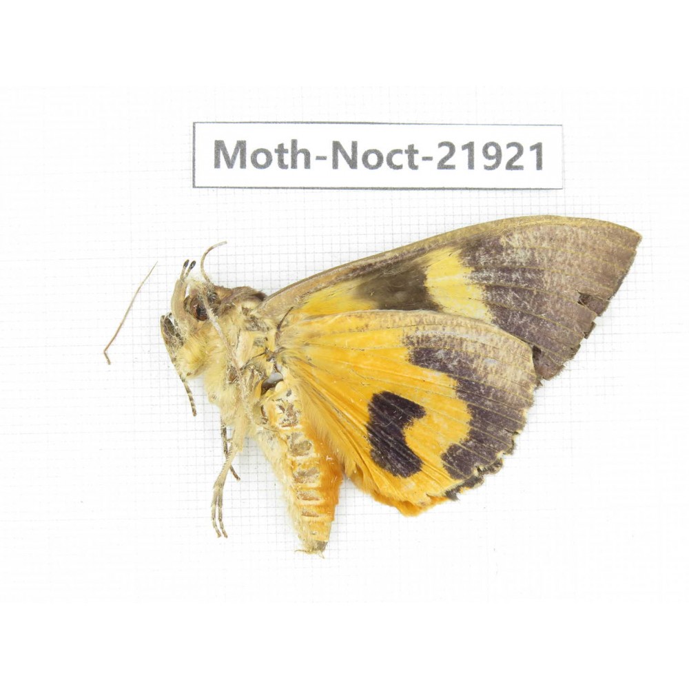 Noctuidae sp. China, Tibet, Linzhi, Bomi county. 1Pcs. Moth-Noct-21921.