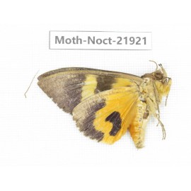 Noctuidae sp. China, Tibet, Linzhi, Bomi county. 1Pcs. Moth-Noct-21921.