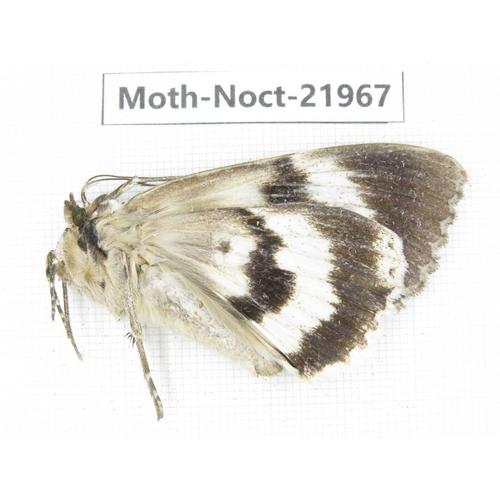 Noctuidae sp. China, Tibet, Linzhi, Bomi county. 1Pcs. Moth-Noct-21967.