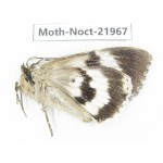 Noctuidae sp. China, Tibet, Linzhi, Bomi county. 1Pcs. Moth-Noct-21967.