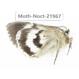 Noctuidae sp. China, Tibet, Linzhi, Bomi county. 1Pcs. Moth-Noct-21967.