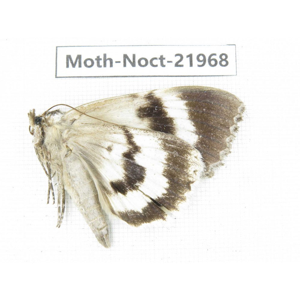 Noctuidae sp. China, Tibet, Linzhi, Bomi county. 1Pcs. Moth-Noct-21968.
