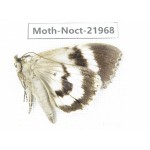Noctuidae sp. China, Tibet, Linzhi, Bomi county. 1Pcs. Moth-Noct-21968.