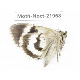 Noctuidae sp. China, Tibet, Linzhi, Bomi county. 1Pcs. Moth-Noct-21968.