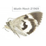 Noctuidae sp. China, Tibet, Linzhi, Bomi county. 1Pcs. Moth-Noct-21969.