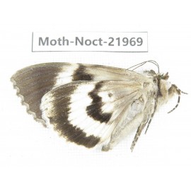 Noctuidae sp. China, Tibet, Linzhi, Bomi county. 1Pcs. Moth-Noct-21969.