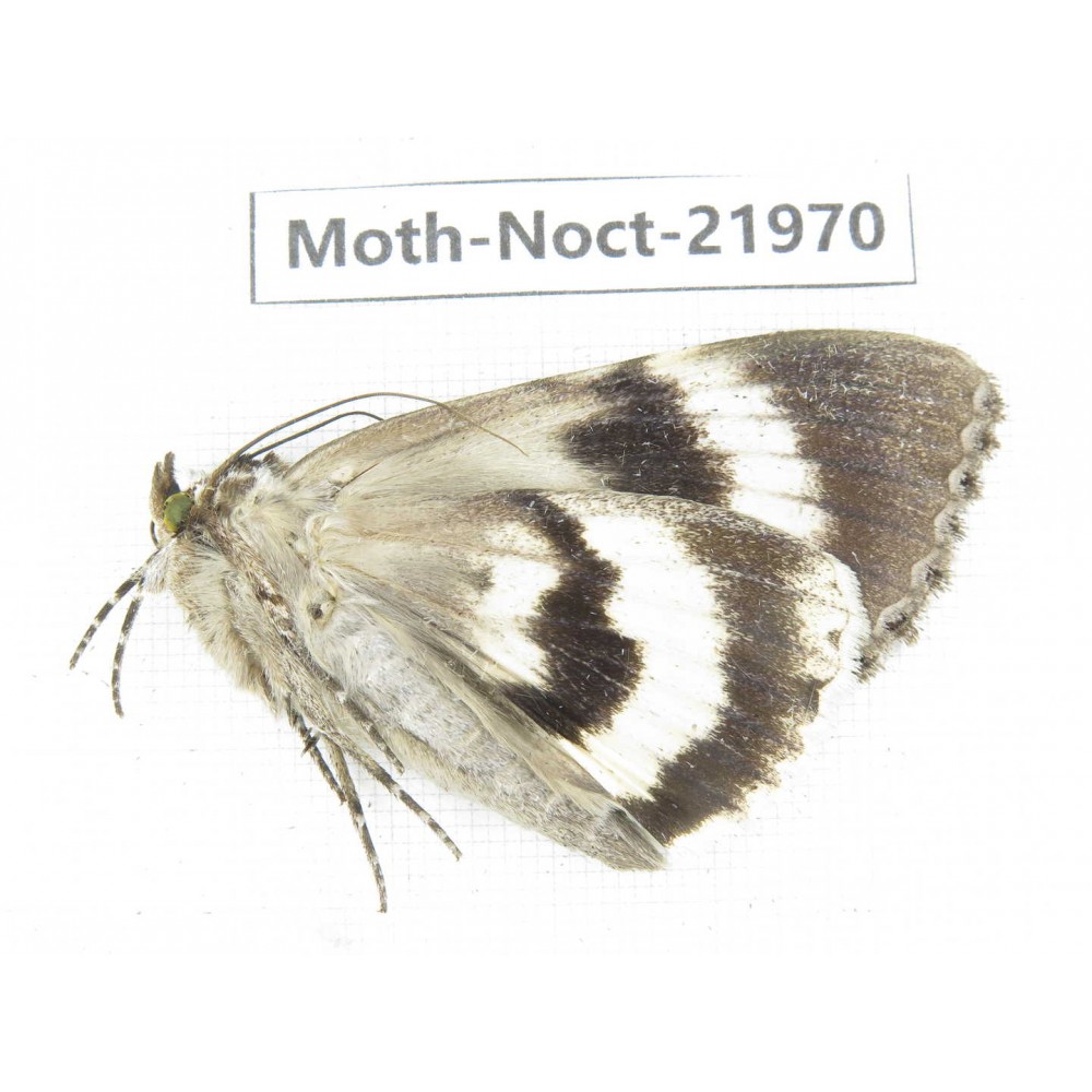 Noctuidae sp. China, Tibet, Linzhi, Bomi county. 1Pcs. Moth-Noct-21970.