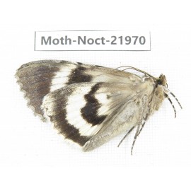 Noctuidae sp. China, Tibet, Linzhi, Bomi county. 1Pcs. Moth-Noct-21970.
