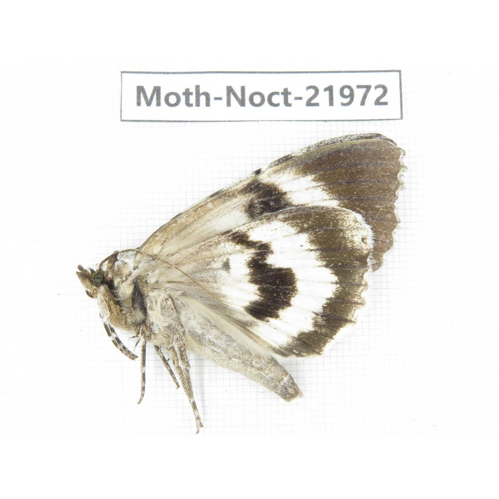 Noctuidae sp. China, Tibet, Linzhi, Bomi county. 1Pcs. Moth-Noct-21972.