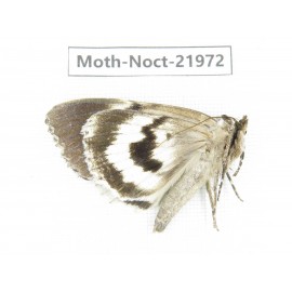 Noctuidae sp. China, Tibet, Linzhi, Bomi county. 1Pcs. Moth-Noct-21972.