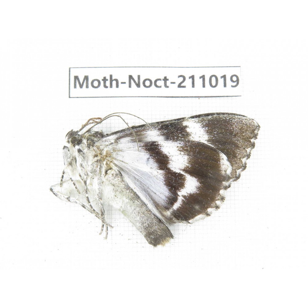Noctuidae sp. China, Tibet, Linzhi, Bomi county. 1Pcs. Moth-Noct-211019.