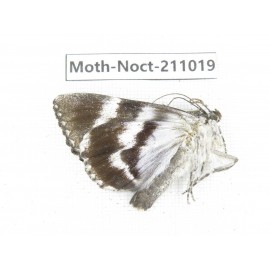 Noctuidae sp. China, Tibet, Linzhi, Bomi county. 1Pcs. Moth-Noct-211019.