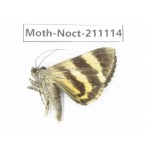 Noctuidae sp. China, Tibet, Linzhi, Bomi county. 1Pcs. Moth-Noct-211114.