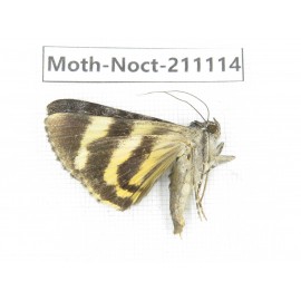 Noctuidae sp. China, Tibet, Linzhi, Bomi county. 1Pcs. Moth-Noct-211114.