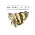 Noctuidae sp. China, Tibet, Linzhi, Bomi county. 1Pcs. Moth-Noct-211323.