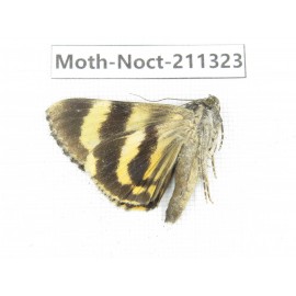 Noctuidae sp. China, Tibet, Linzhi, Bomi county. 1Pcs. Moth-Noct-211323.