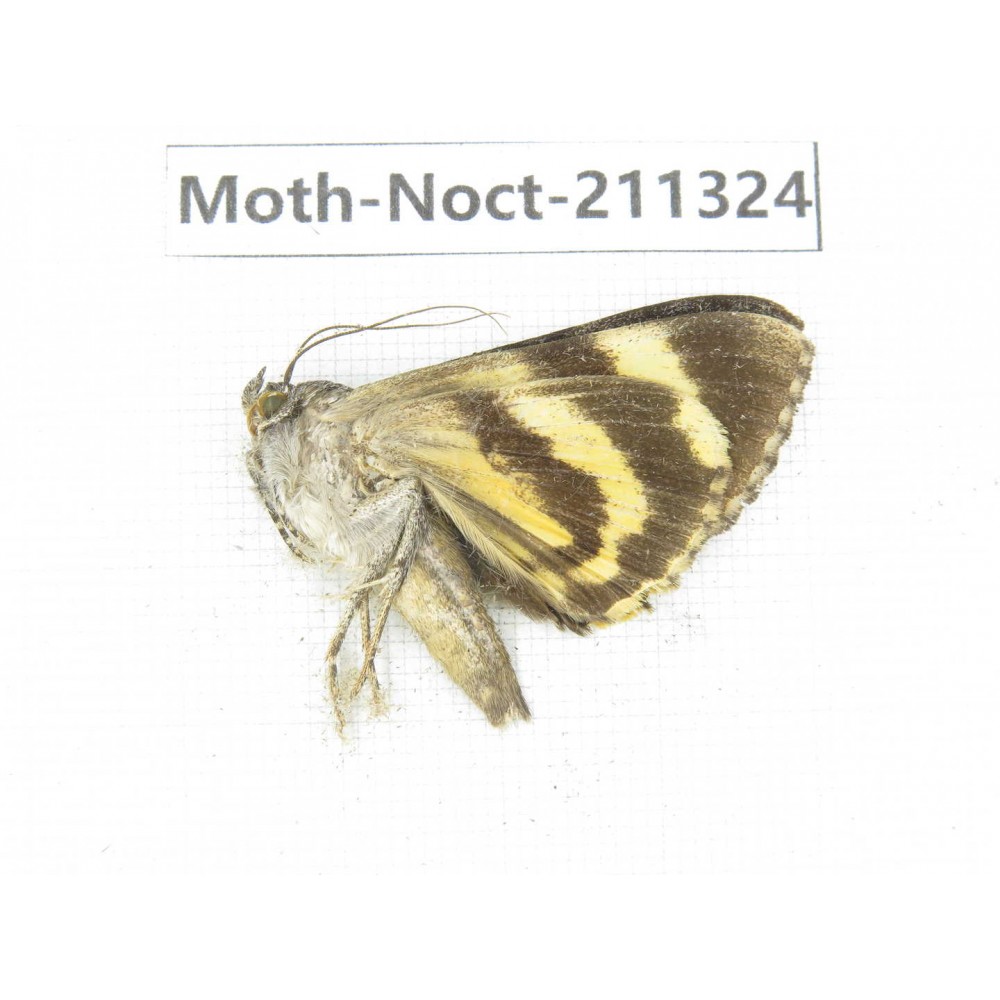 Noctuidae sp. China, Tibet, Linzhi, Bomi county. 1Pcs. Moth-Noct-211324.