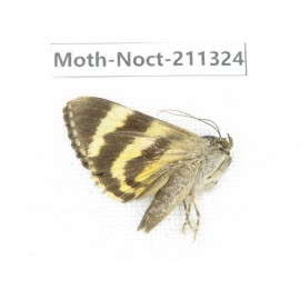 Noctuidae sp. China, Tibet, Linzhi, Bomi county. 1Pcs. Moth-Noct-211324.