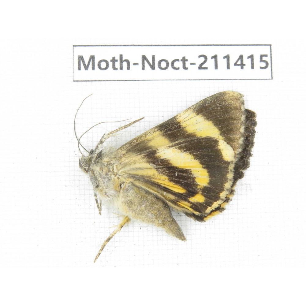 Noctuidae sp. China, Tibet, Linzhi, Bomi county. 1Pcs. Moth-Noct-211415.