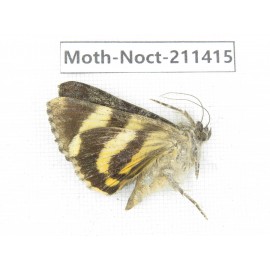 Noctuidae sp. China, Tibet, Linzhi, Bomi county. 1Pcs. Moth-Noct-211415.