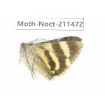 Noctuidae sp. China, Tibet, Linzhi, Bomi county. 1Pcs. Moth-Noct-211472.
