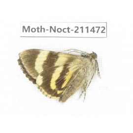 Noctuidae sp. China, Tibet, Linzhi, Bomi county. 1Pcs. Moth-Noct-211472.