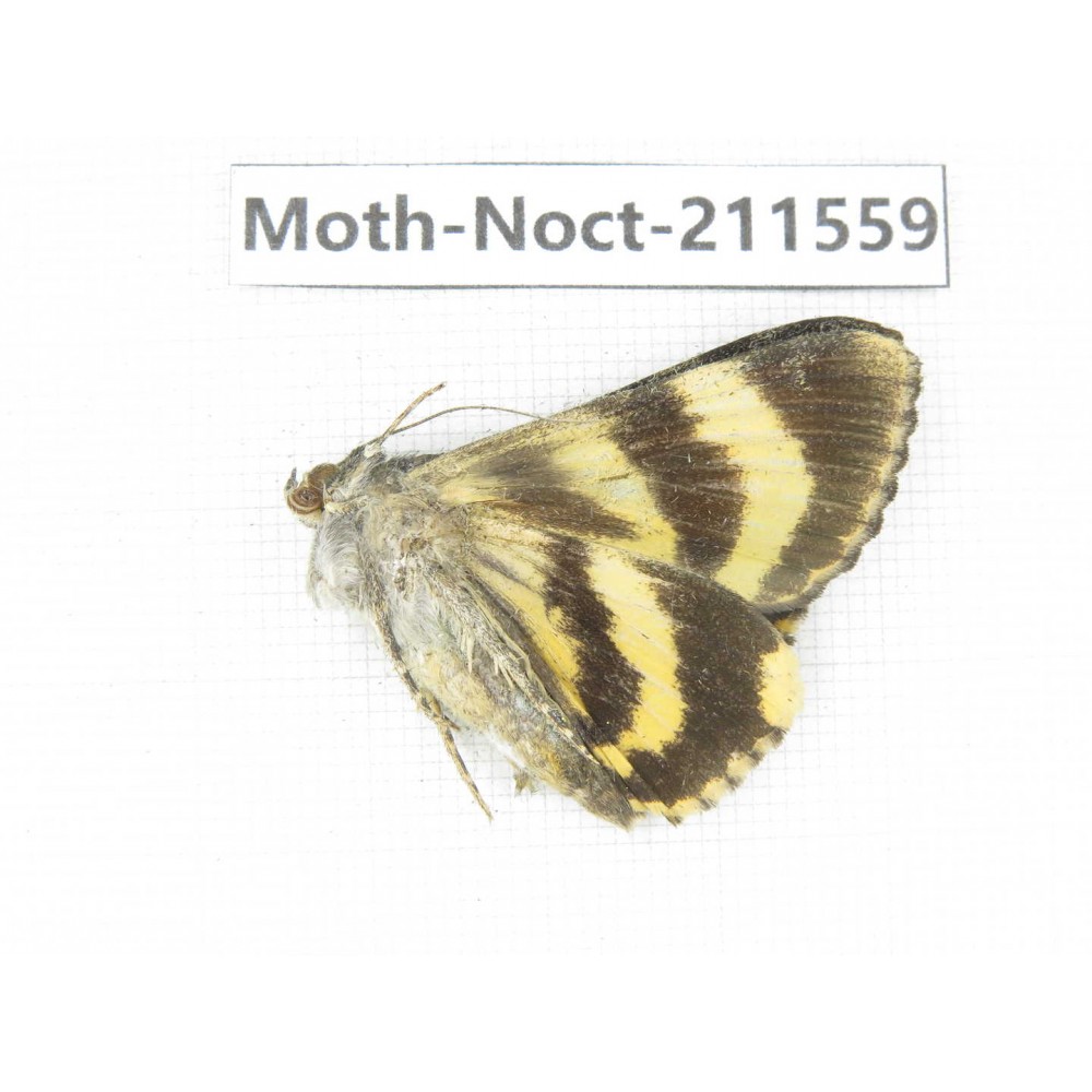 Noctuidae sp. China, Tibet, Linzhi, Bomi county. 1Pcs. Moth-Noct-211559.