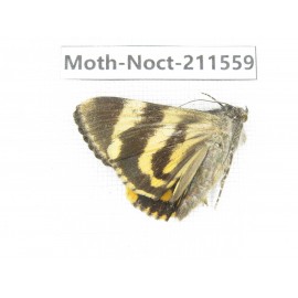 Noctuidae sp. China, Tibet, Linzhi, Bomi county. 1Pcs. Moth-Noct-211559.