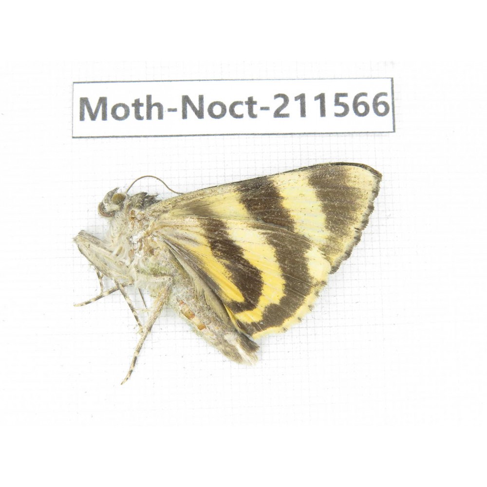 Noctuidae sp. China, Tibet, Linzhi, Bomi county. 1Pcs. Moth-Noct-211566.