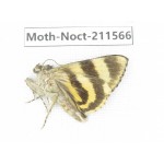 Noctuidae sp. China, Tibet, Linzhi, Bomi county. 1Pcs. Moth-Noct-211566.