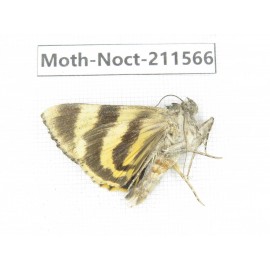 Noctuidae sp. China, Tibet, Linzhi, Bomi county. 1Pcs. Moth-Noct-211566.