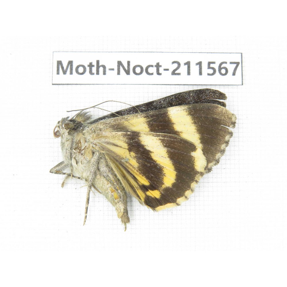 Noctuidae sp. China, Tibet, Linzhi, Bomi county. 1Pcs. Moth-Noct-211567.