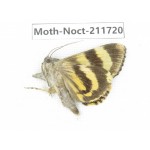 Noctuidae sp. China, Tibet, Linzhi, Bomi county. 1Pcs. Moth-Noct-211720.