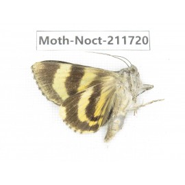 Noctuidae sp. China, Tibet, Linzhi, Bomi county. 1Pcs. Moth-Noct-211720.