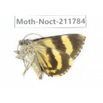 Noctuidae sp. China, Tibet, Linzhi, Bomi county. 1Pcs. Moth-Noct-211784.
