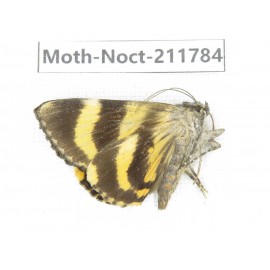 Noctuidae sp. China, Tibet, Linzhi, Bomi county. 1Pcs. Moth-Noct-211784.