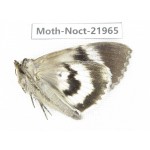 Noctuidae sp. China, Tibet, Linzhi, Bomi county. 1Pcs. Moth-Noct-21965.