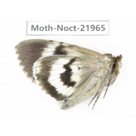 Noctuidae sp. China, Tibet, Linzhi, Bomi county. 1Pcs. Moth-Noct-21965.