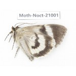 Noctuidae sp. China, Tibet, Linzhi, Bomi county. 1Pcs. Moth-Noct-21001.