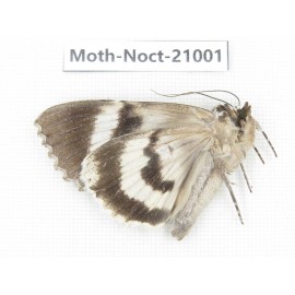 Noctuidae sp. China, Tibet, Linzhi, Bomi county. 1Pcs. Moth-Noct-21001.
