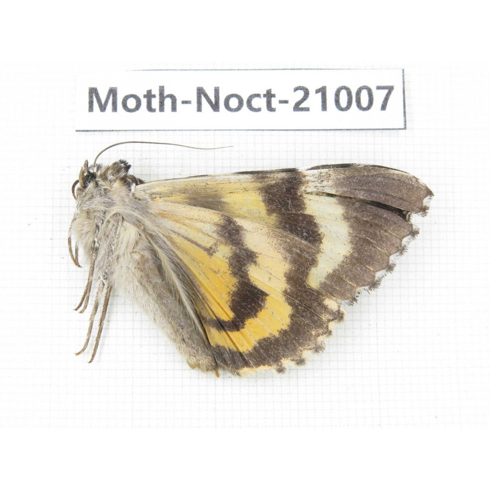Noctuidae sp. China, Tibet, Linzhi, Bomi county. 1Pcs. Moth-Noct-21007.