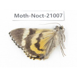 Noctuidae sp. China, Tibet, Linzhi, Bomi county. 1Pcs. Moth-Noct-21007.