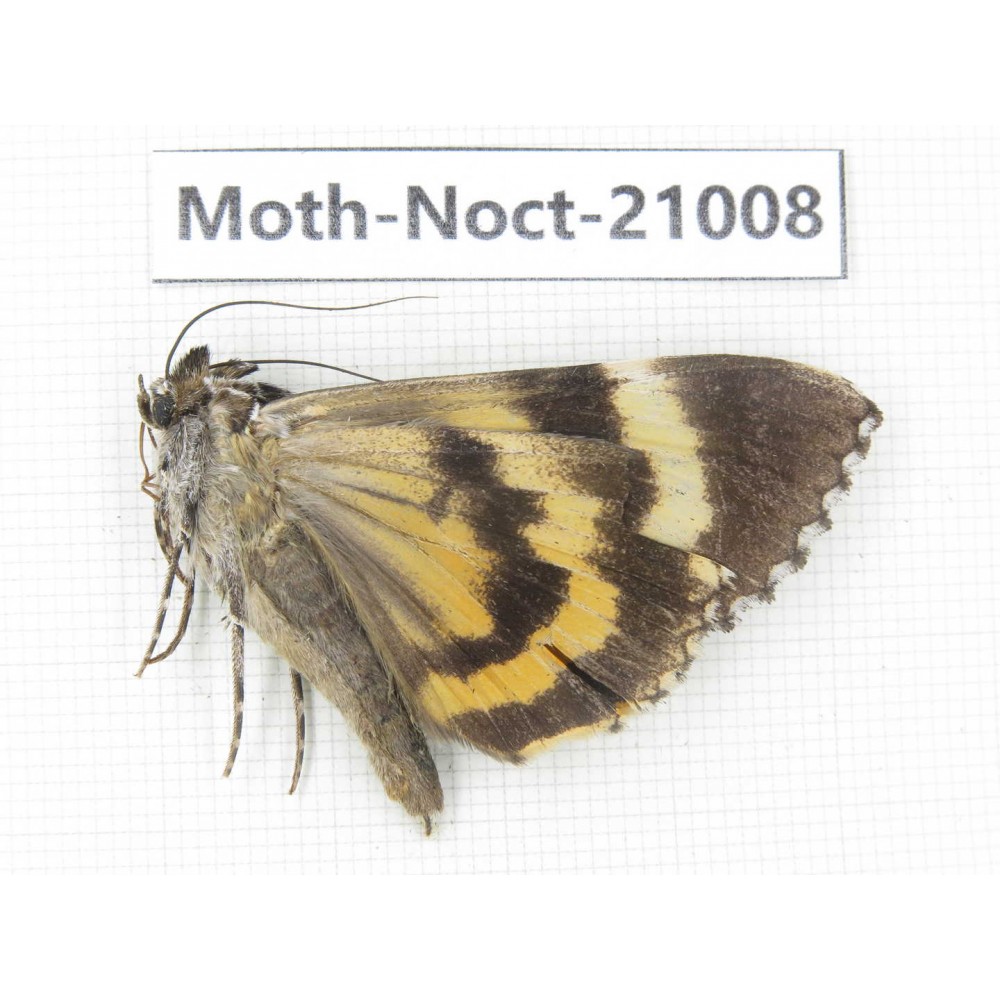 Noctuidae sp. China, Tibet, Linzhi, Bomi county. 1Pcs. Moth-Noct-21008.