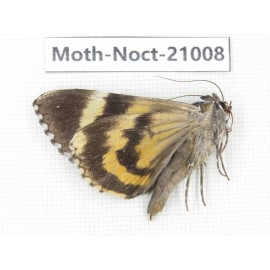 Noctuidae sp. China, Tibet, Linzhi, Bomi county. 1Pcs. Moth-Noct-21008.