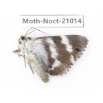 Noctuidae sp. China, Tibet, Linzhi, Bomi county. 1Pcs. Moth-Noct-21014.