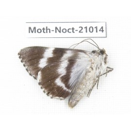 Noctuidae sp. China, Tibet, Linzhi, Bomi county. 1Pcs. Moth-Noct-21014.