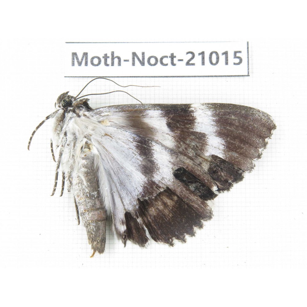 Noctuidae sp. China, Tibet, Linzhi, Bomi county. 1Pcs. Moth-Noct-21015.