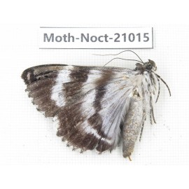 Noctuidae sp. China, Tibet, Linzhi, Bomi county. 1Pcs. Moth-Noct-21015.